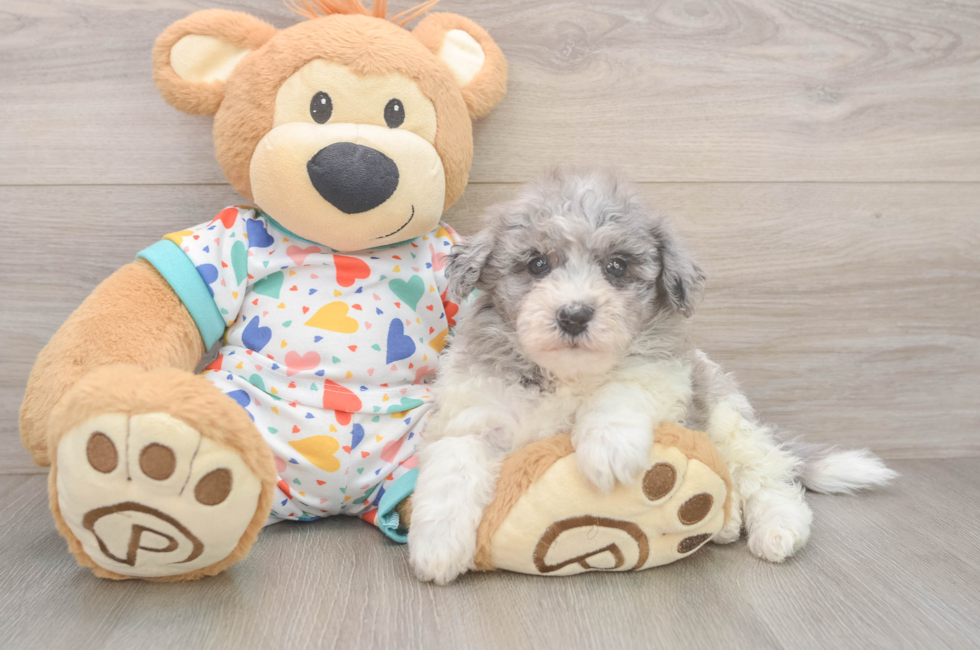 5 week old Havapoo Puppy For Sale - Pilesgrove Pups