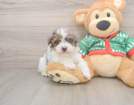 6 week old Havapoo Puppy For Sale - Pilesgrove Pups