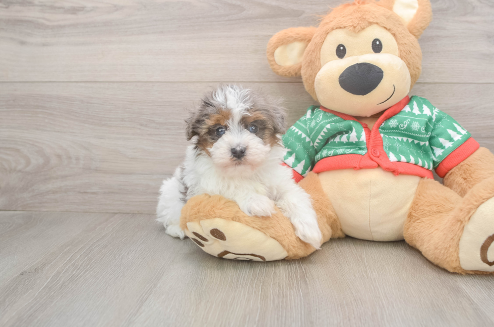 5 week old Havapoo Puppy For Sale - Pilesgrove Pups