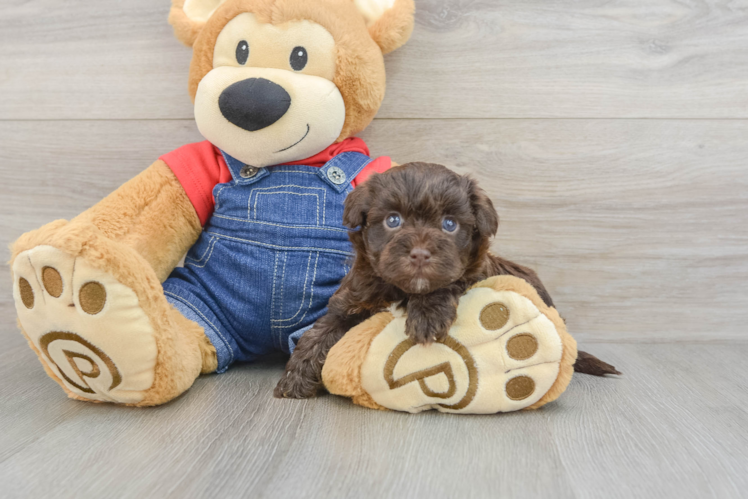 Sweet Havapoo Baby
