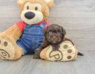 7 week old Havapoo Puppy For Sale - Pilesgrove Pups