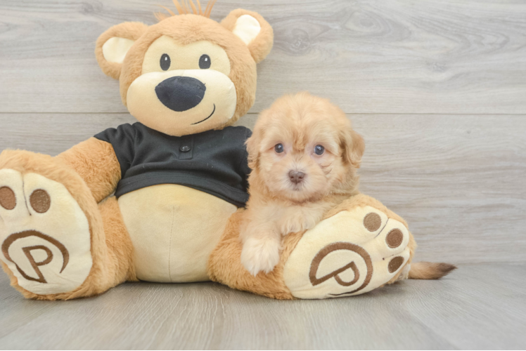 Fluffy Havapoo Poodle Mix Pup