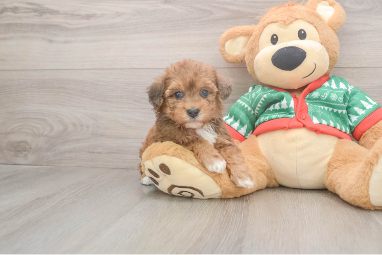 Petite Havapoo Poodle Mix Pup