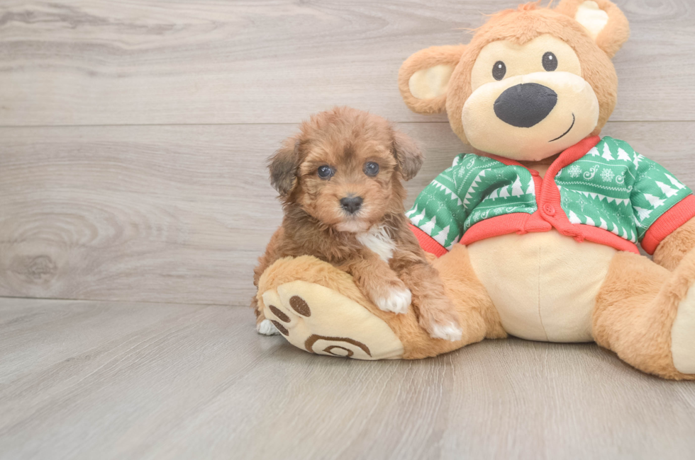 5 week old Havapoo Puppy For Sale - Pilesgrove Pups