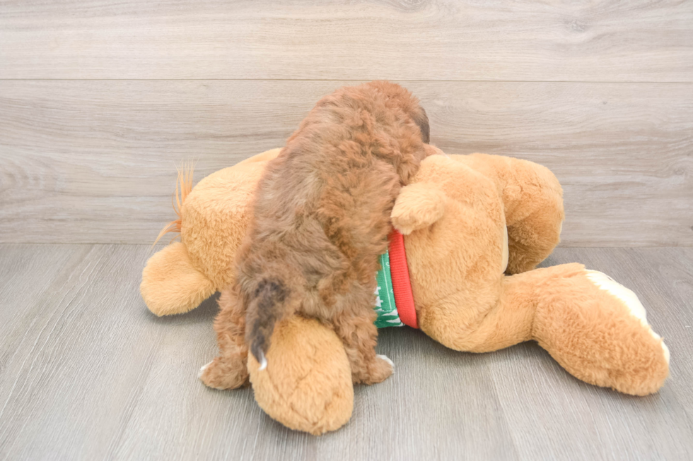 Popular Havapoo Poodle Mix Pup