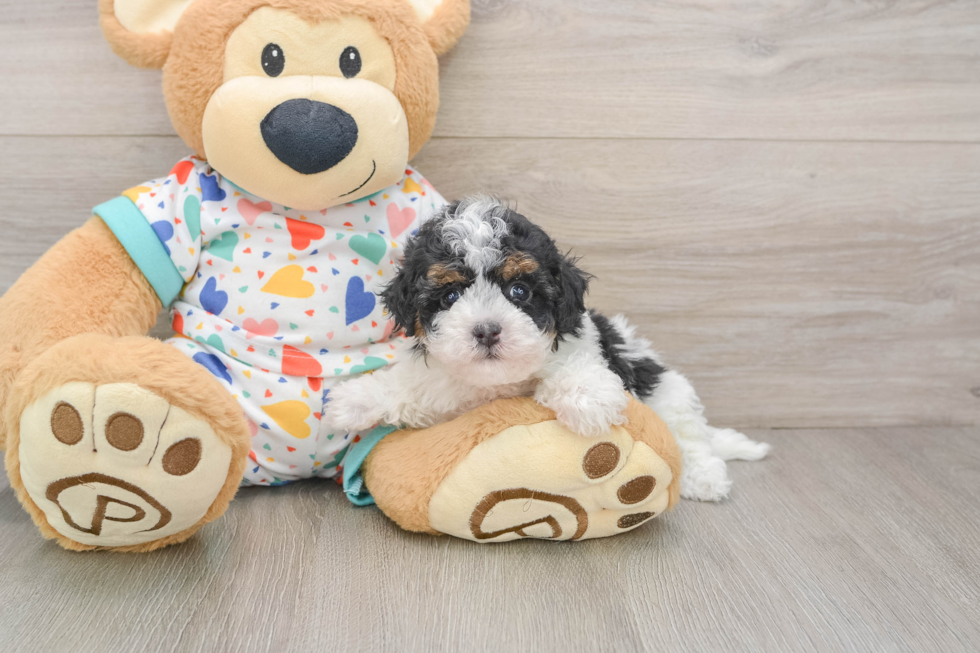 Havapoo Pup Being Cute