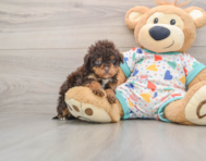 7 week old Havapoo Puppy For Sale - Pilesgrove Pups