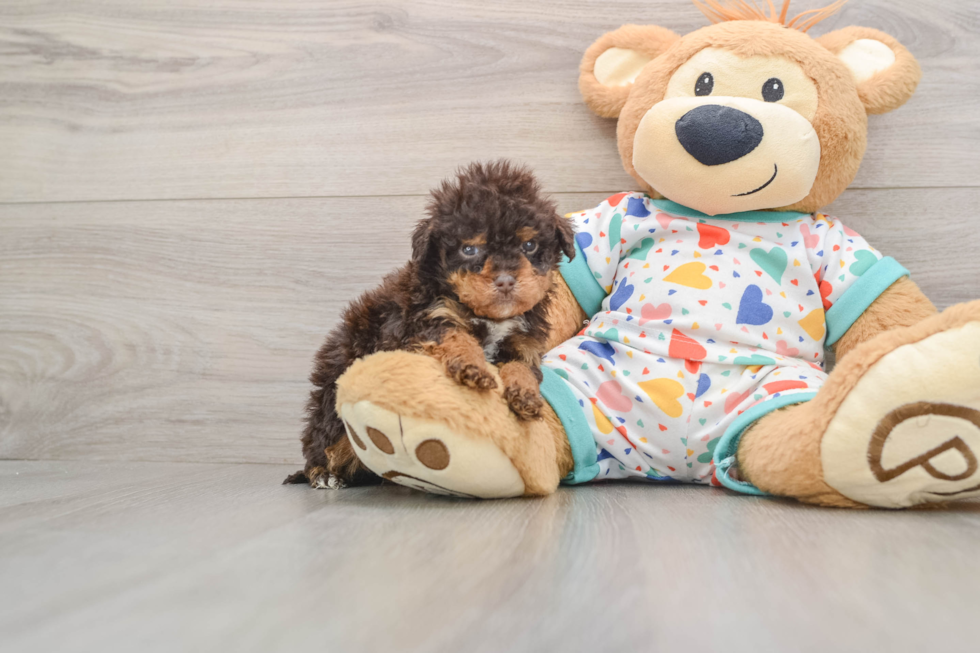 Energetic Havadoodle Poodle Mix Puppy