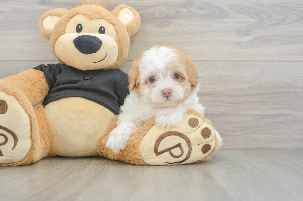5 week old Havapoo Puppy For Sale - Pilesgrove Pups