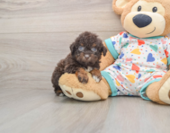 7 week old Havapoo Puppy For Sale - Pilesgrove Pups