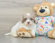 8 week old Havapoo Puppy For Sale - Pilesgrove Pups