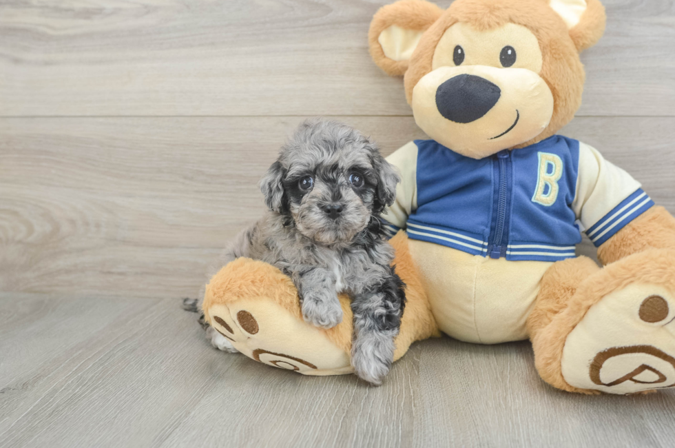 5 week old Havapoo Puppy For Sale - Pilesgrove Pups