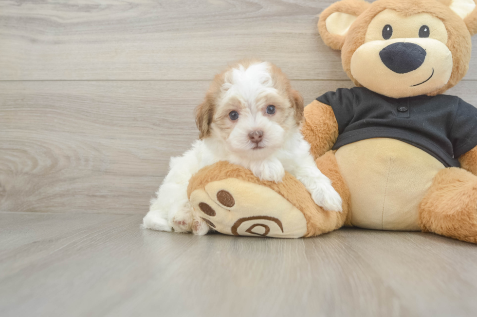 5 week old Havapoo Puppy For Sale - Pilesgrove Pups