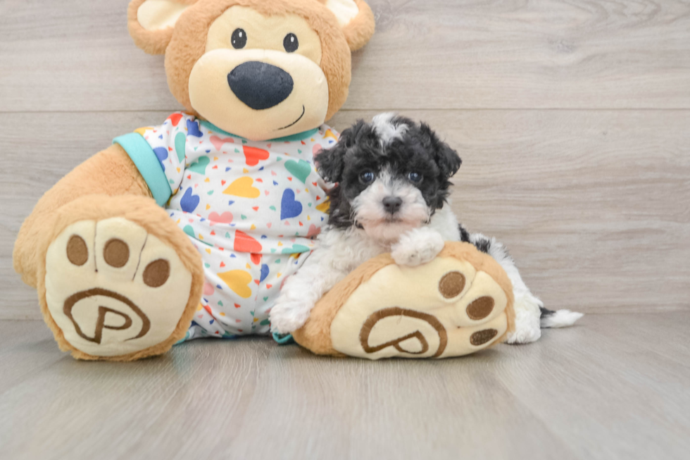 Adorable Havadoodle Poodle Mix Puppy