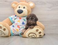 7 week old Havapoo Puppy For Sale - Pilesgrove Pups