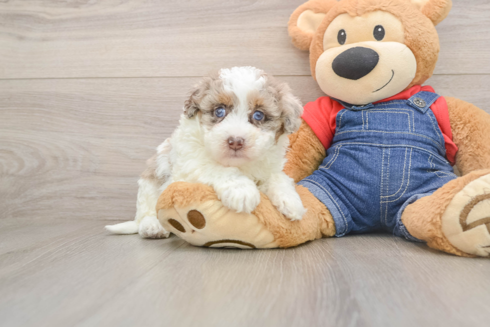 Havapoo Puppy for Adoption