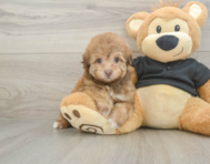 8 week old Havapoo Puppy For Sale - Pilesgrove Pups