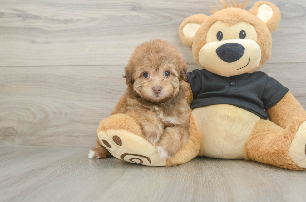 5 week old Havapoo Puppy For Sale - Pilesgrove Pups