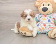 7 week old Havapoo Puppy For Sale - Pilesgrove Pups