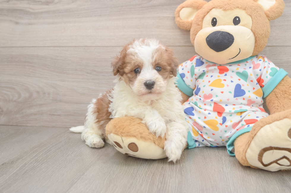 5 week old Havapoo Puppy For Sale - Pilesgrove Pups
