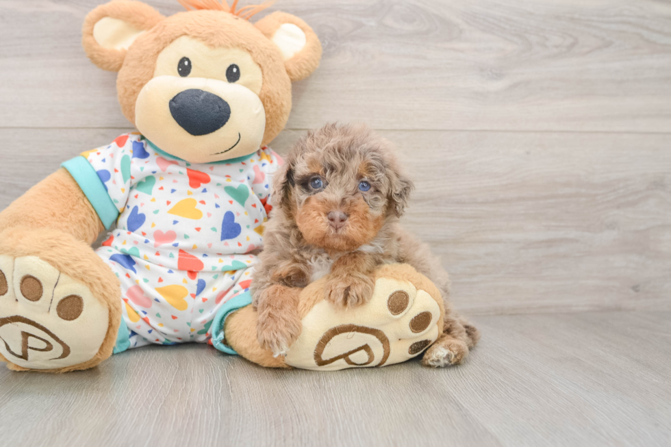 Best Havapoo Baby