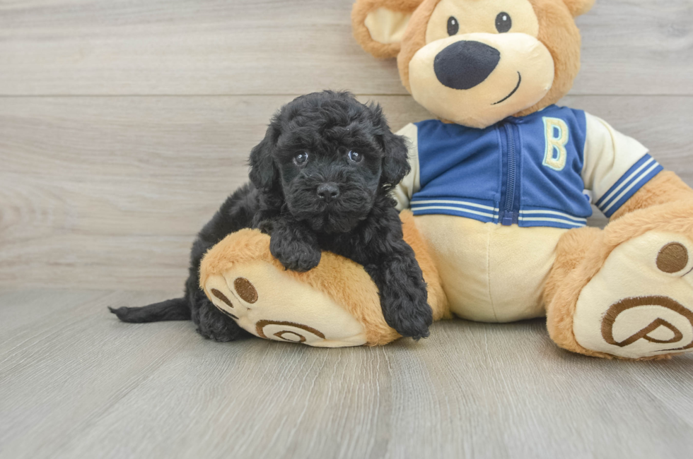 5 week old Havapoo Puppy For Sale - Pilesgrove Pups
