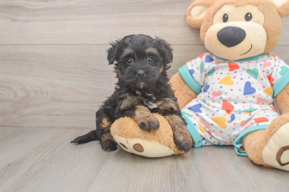 5 week old Havapoo Puppy For Sale - Pilesgrove Pups