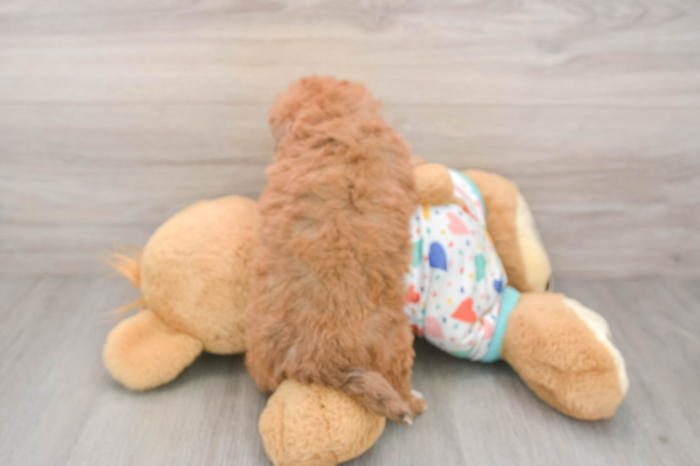 Havapoo Puppy for Adoption