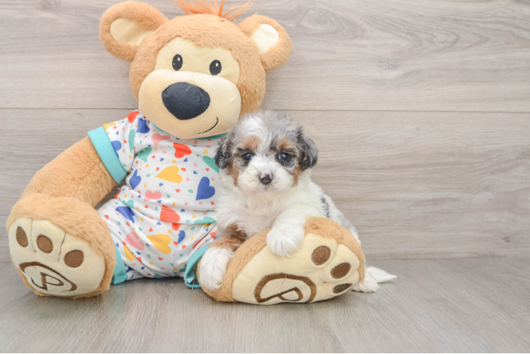 Havapoo Pup Being Cute