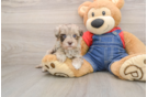 Havapoo Pup Being Cute
