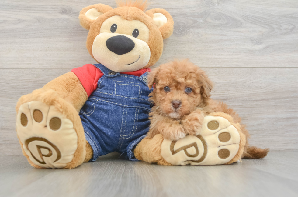 6 week old Havapoo Puppy For Sale - Pilesgrove Pups