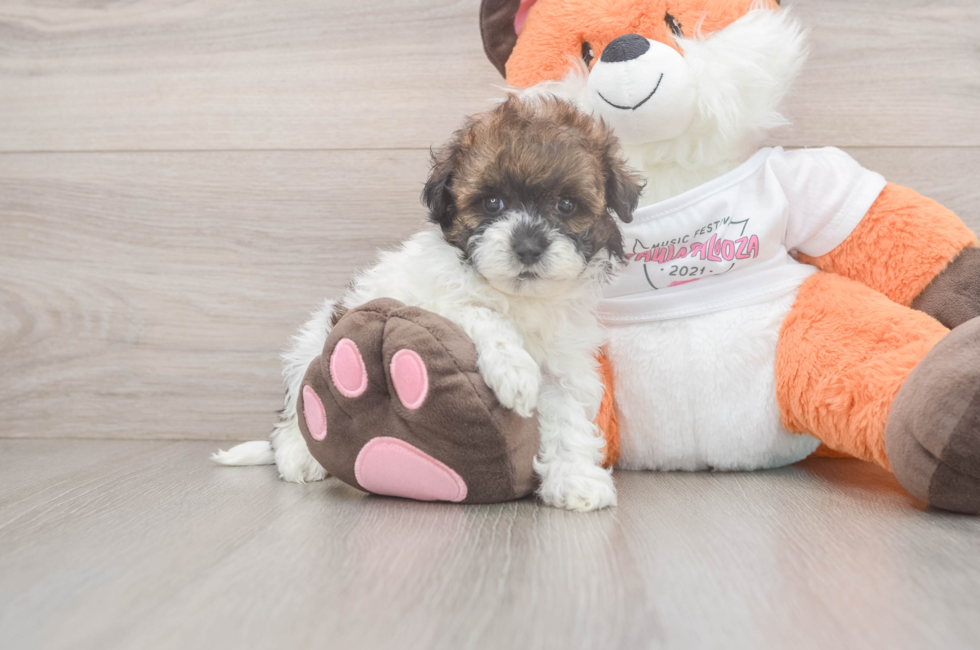 5 week old Havapoo Puppy For Sale - Pilesgrove Pups