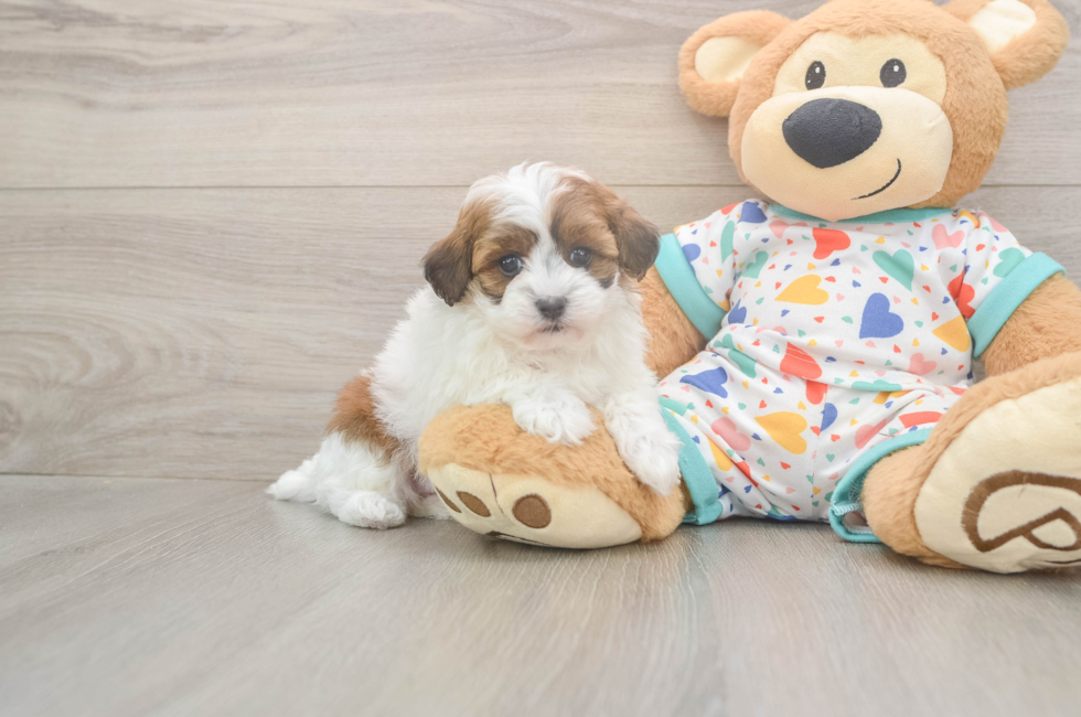 5 week old Havapoo Puppy For Sale - Pilesgrove Pups