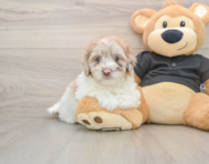 7 week old Havapoo Puppy For Sale - Pilesgrove Pups