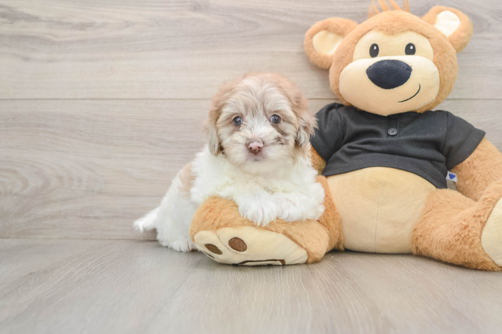 Friendly Havapoo Baby