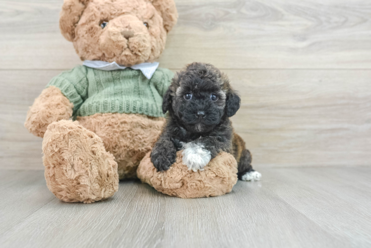 Popular Havapoo Poodle Mix Pup