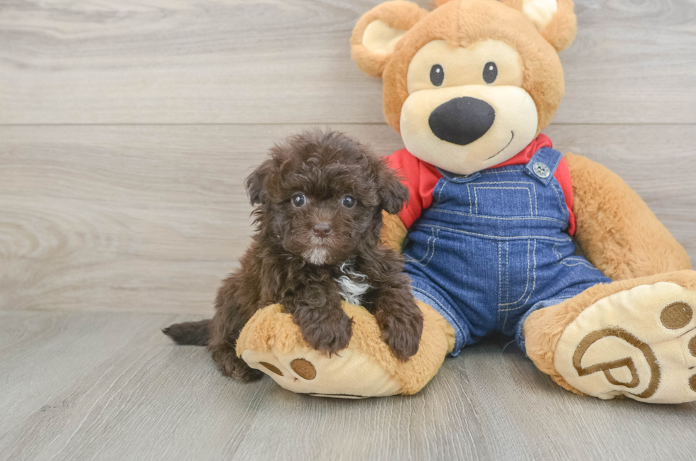 6 week old Havapoo Puppy For Sale - Pilesgrove Pups