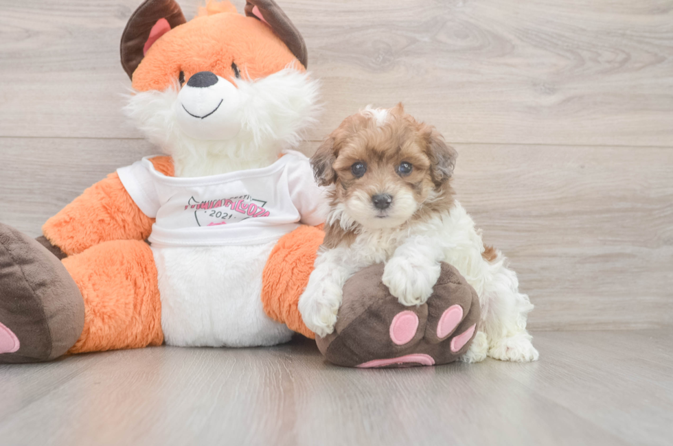 5 week old Havapoo Puppy For Sale - Pilesgrove Pups