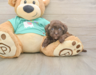 8 week old Havapoo Puppy For Sale - Pilesgrove Pups