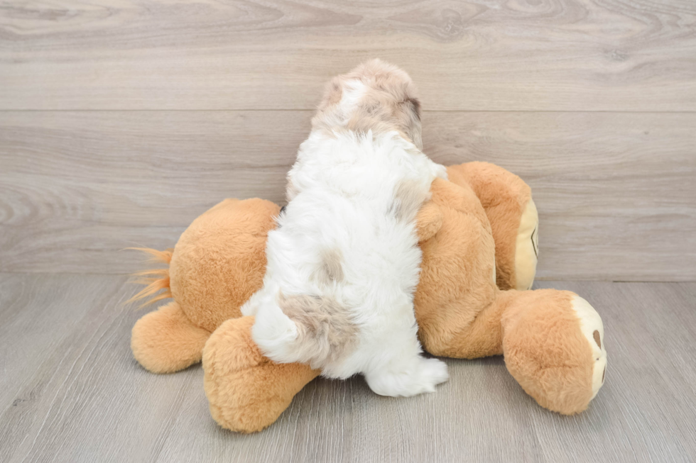 Adorable Havadoodle Poodle Mix Puppy