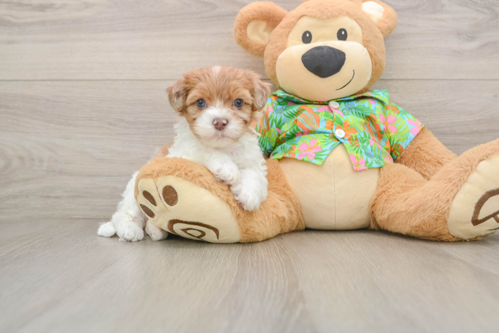 Sweet Havapoo Baby