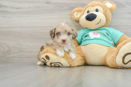 Smart Havapoo Poodle Mix Pup