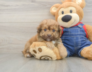 8 week old Havapoo Puppy For Sale - Pilesgrove Pups