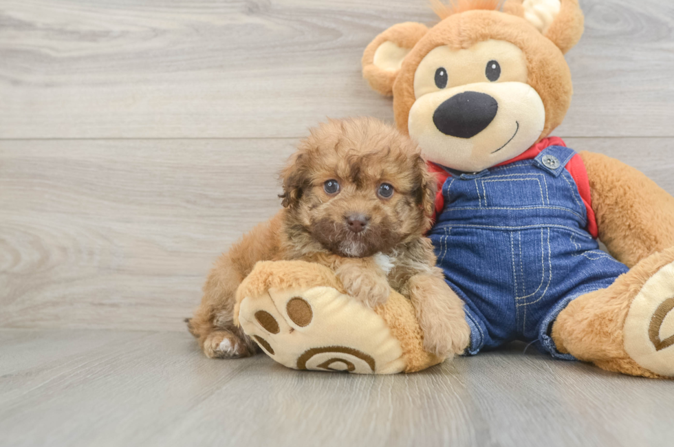 6 week old Havapoo Puppy For Sale - Pilesgrove Pups