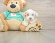 8 week old Havapoo Puppy For Sale - Pilesgrove Pups