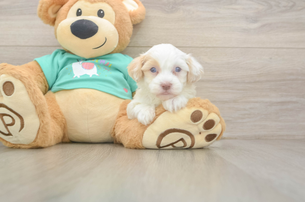 5 week old Havapoo Puppy For Sale - Pilesgrove Pups