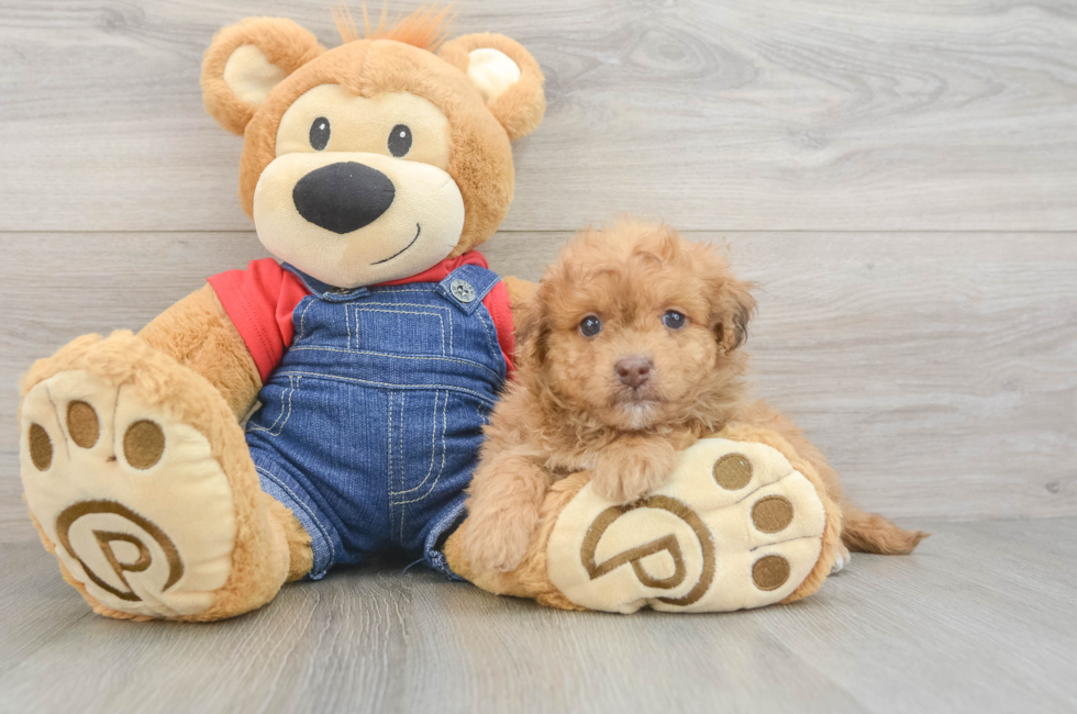 6 week old Havapoo Puppy For Sale - Pilesgrove Pups
