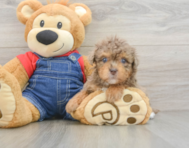 8 week old Havapoo Puppy For Sale - Pilesgrove Pups