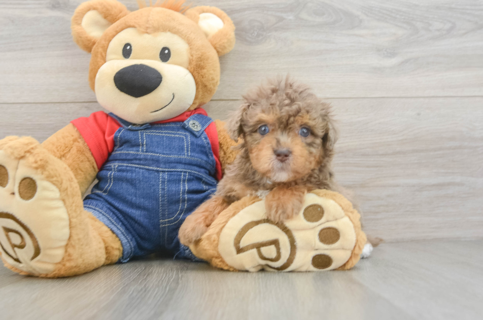 6 week old Havapoo Puppy For Sale - Pilesgrove Pups