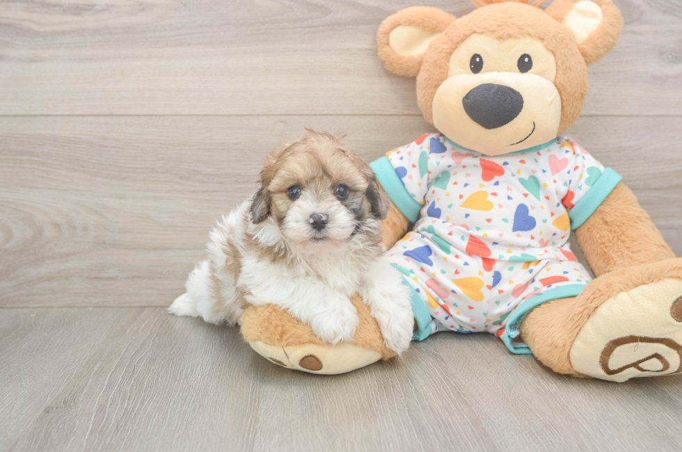 5 week old Havapoo Puppy For Sale - Pilesgrove Pups